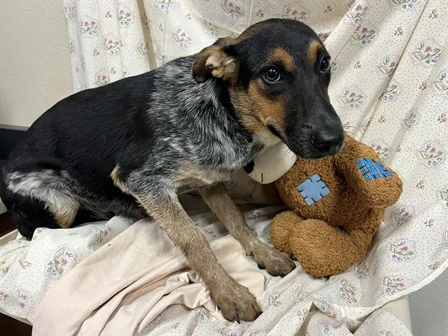 Unknown - Australian Cattle Dog/Blue Heeler