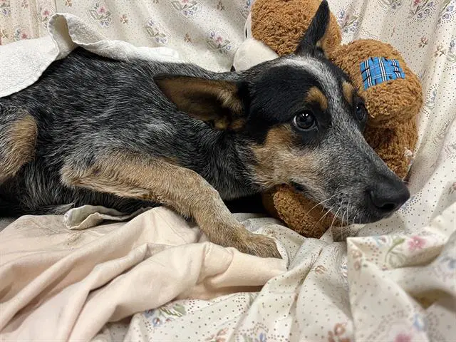 Unknown - Australian Cattle Dog/Blue Heeler