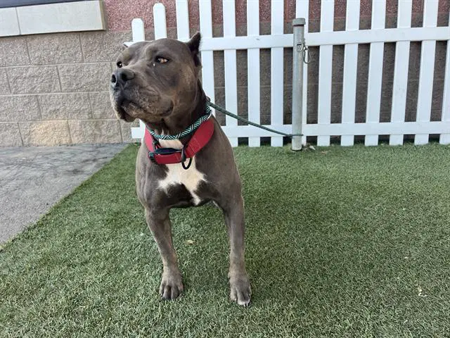 Unknown - Pit Bull Terrier
