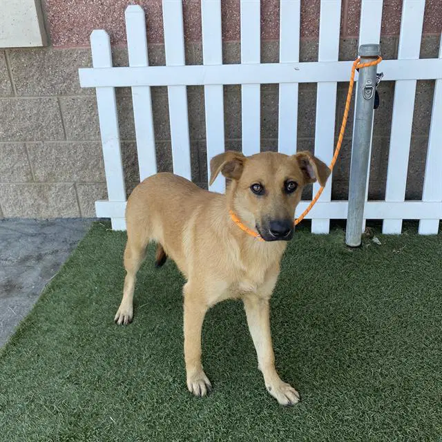 Unknown - German Shepherd Dog