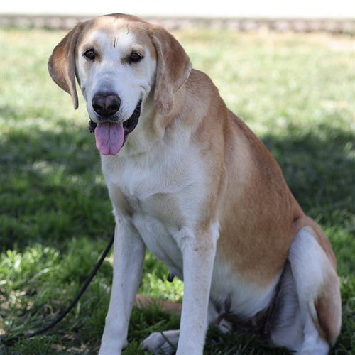 *CHANEL, a dog for adoption from Stanislaus County Animal Services