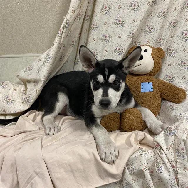 Unknown - Siberian Husky