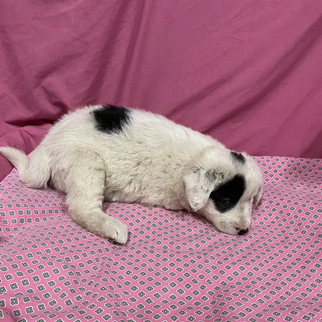 Unknown - Australian Shepherd
