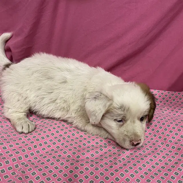 Unknown - Australian Shepherd