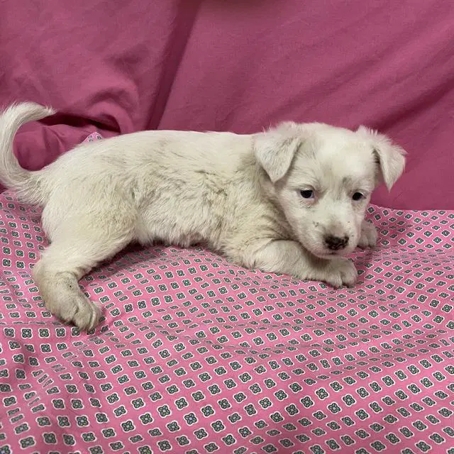 Unknown - Australian Shepherd