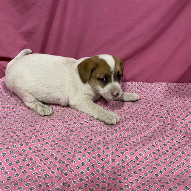 Unknown - Australian Shepherd