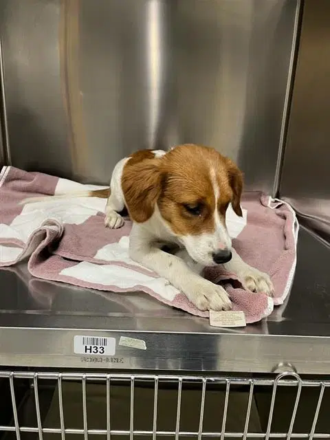 Unknown - Border Collie