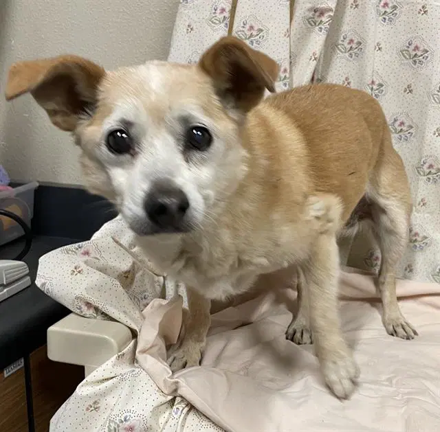 Bailey - Chihuahua