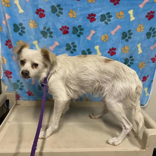 Unknown - Pekingese