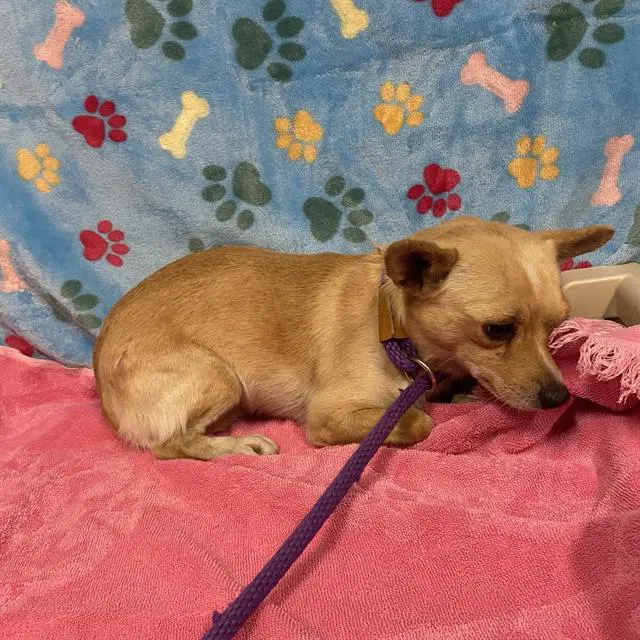 Unknown - Chihuahua