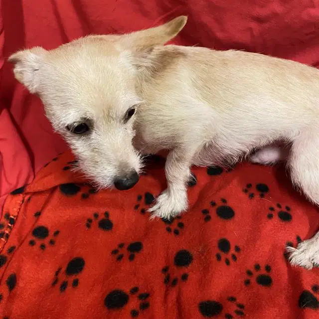 Unknown - Chihuahua