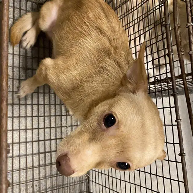 Unknown - Chihuahua