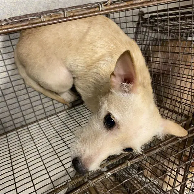 Unknown - Chihuahua