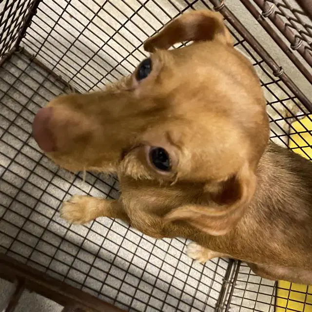 Unknown - Chihuahua