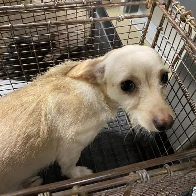 Unknown - Chihuahua