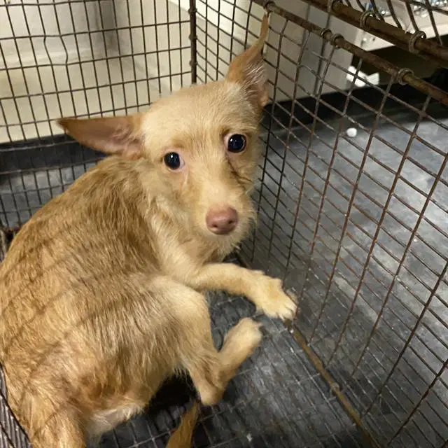 Unknown - Chihuahua