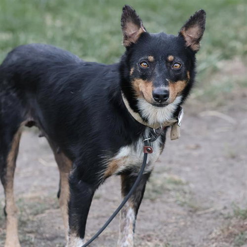 *MAMA BETTY, a dog for adoption from Stanislaus County Animal Services