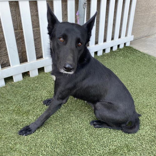 *CHAKA, a dog for adoption from Stanislaus County Animal Services