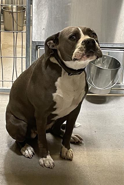 *BERTHA, a dog for adoption from Stanislaus County Animal Services