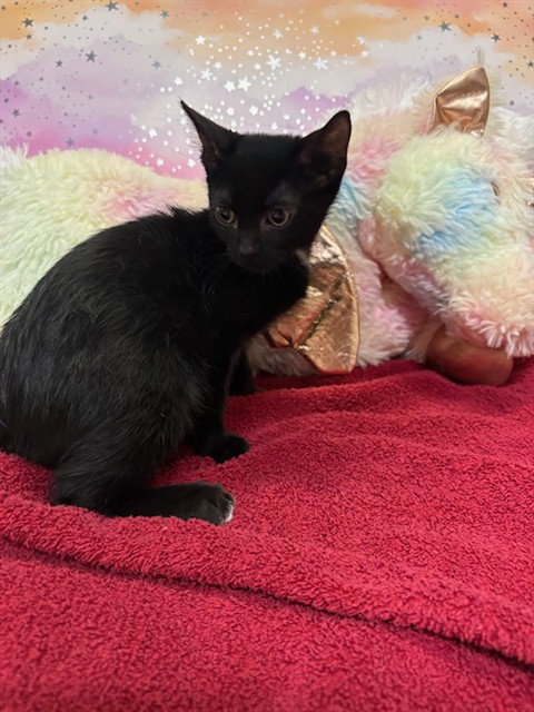 *CASH, a cat for adoption from Stanislaus County Animal Services
