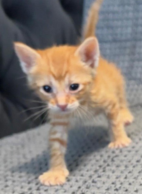 *CHITA RIVERA, a cat for adoption from Stanislaus County Animal Services