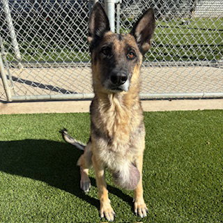 *FAY, a dog for adoption from Stanislaus County Animal Services