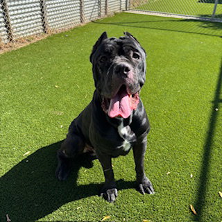 *MOOSE, a dog for adoption from Stanislaus County Animal Services