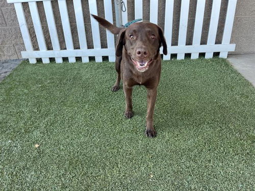 *HERSHEY, a dog for adoption from Stanislaus County Animal Services