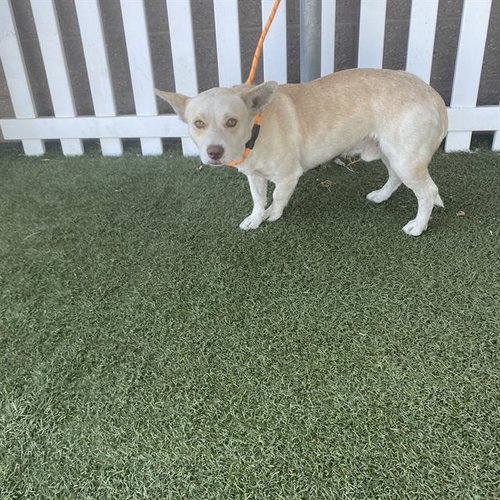 *FRITO, a dog for adoption from Stanislaus County Animal Services
