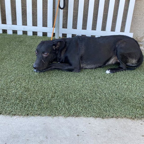 *PEBBLES, a dog for adoption from Stanislaus County Animal Services