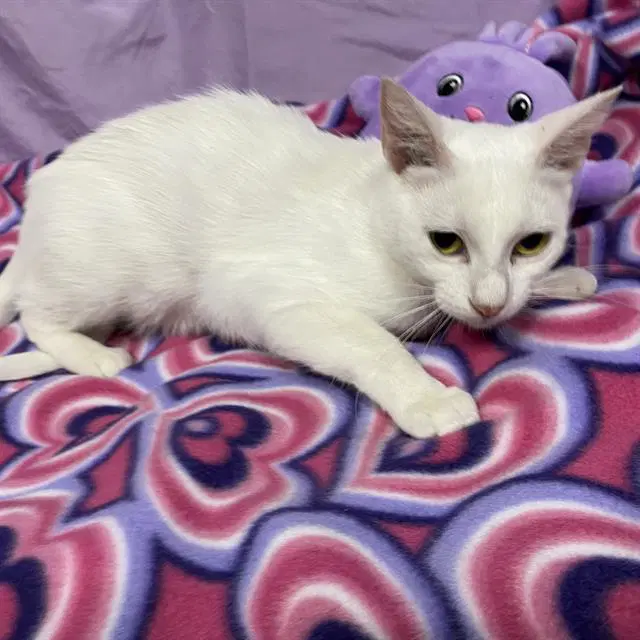 Blanche - Domestic Short Hair