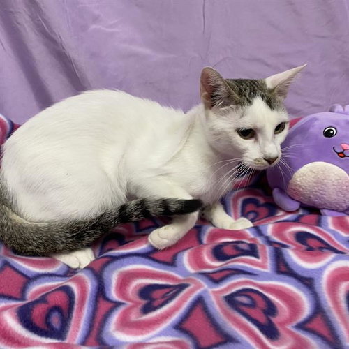 SPLASH, a cat for adoption from Stanislaus County Animal Services