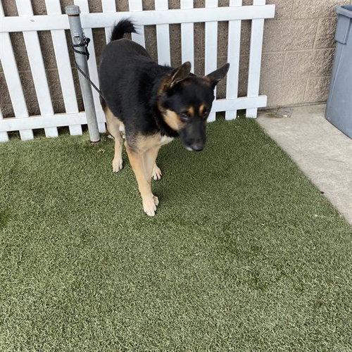 WRANGLER, a dog for adoption from Stanislaus County Animal Services