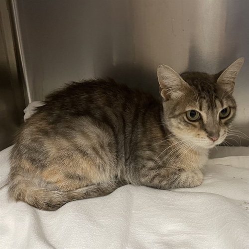 *DOROTHY, a cat for adoption from Stanislaus County Animal Services