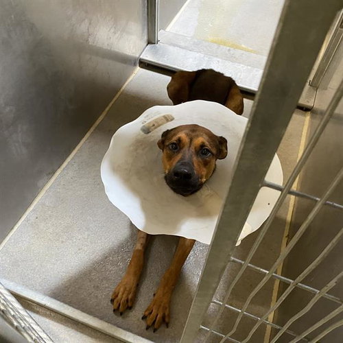 *RAFFI, a dog for adoption from Stanislaus County Animal Services