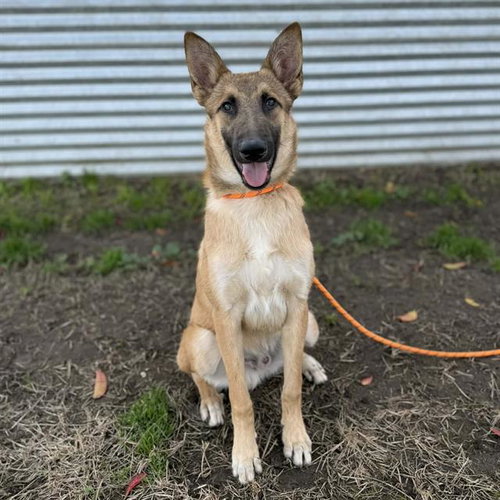 BRAVO, a dog for adoption from Stanislaus County Animal Services