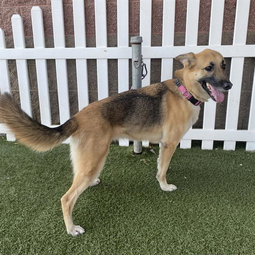GINGER, a dog for adoption from Stanislaus County Animal Services
