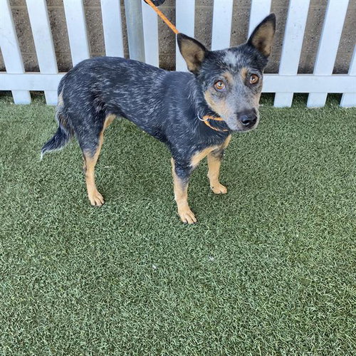 *SMOKEY, a dog for adoption from Stanislaus County Animal Services