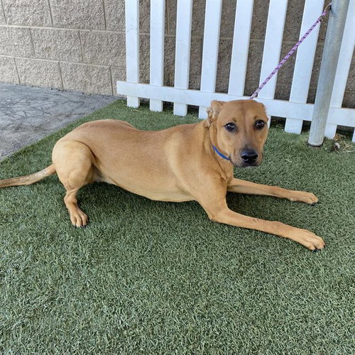 PEARL, a dog for adoption from Stanislaus County Animal Services