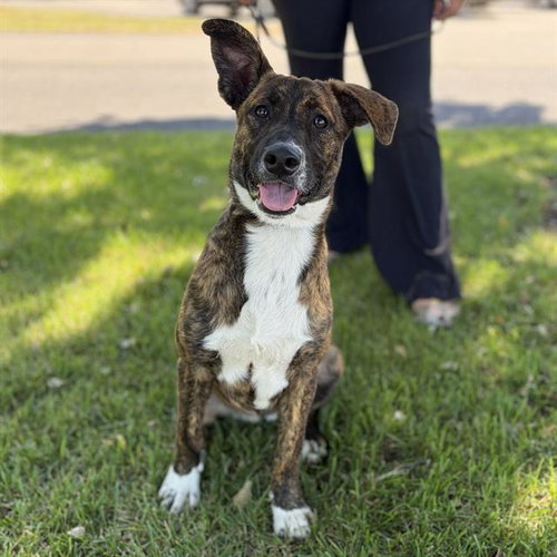 RUE, a dog for adoption from Stanislaus County Animal Services