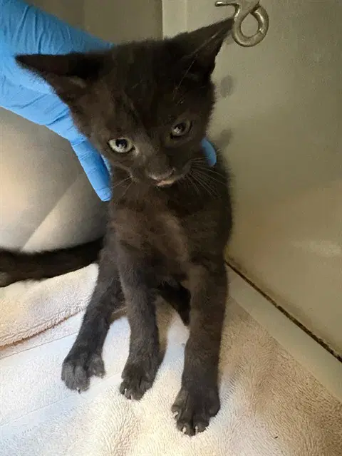 Unknown - Domestic Short Hair