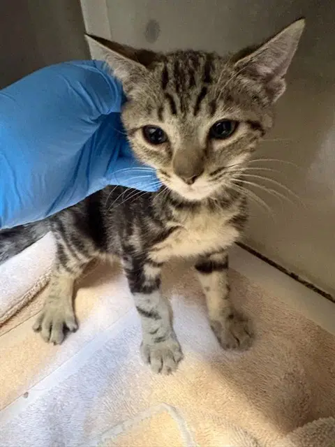 Unknown - Domestic Short Hair