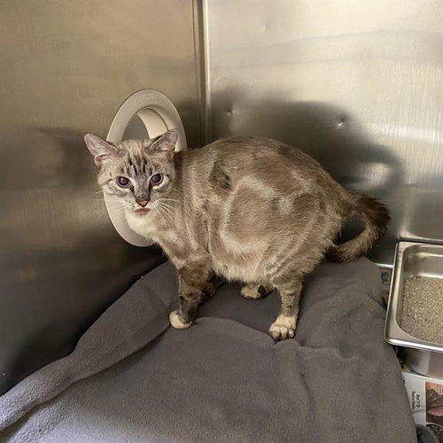 A613111, a cat for adoption from Stanislaus County Animal Services