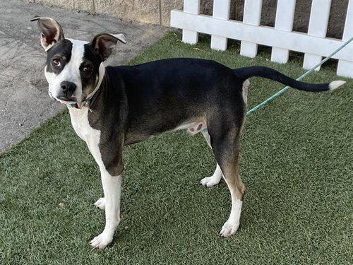 *SMUDGE, a dog for adoption from Stanislaus County Animal Services