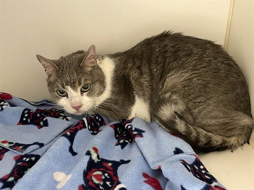 MILO, a cat for adoption from Stanislaus County Animal Services