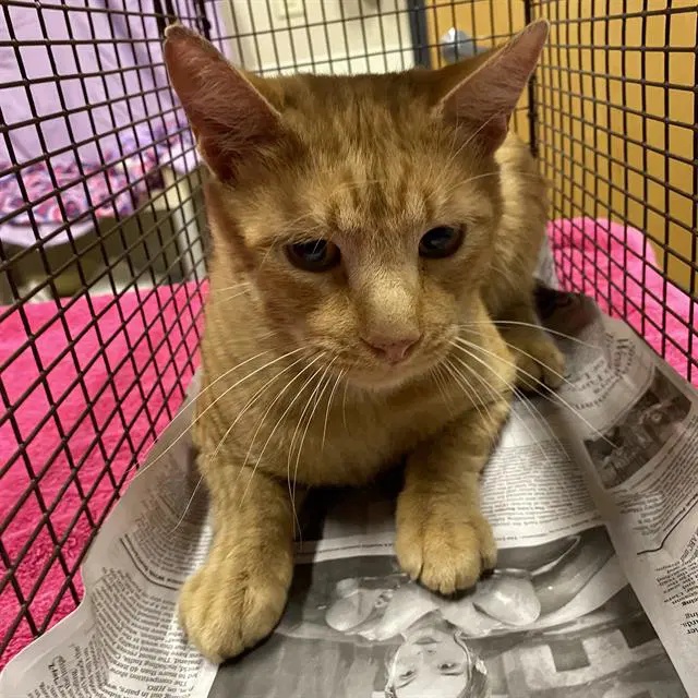Unknown - Domestic Short Hair