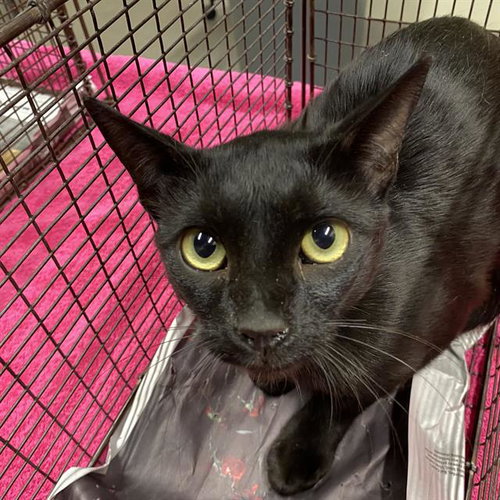 A614966, a cat for adoption from Stanislaus County Animal Services