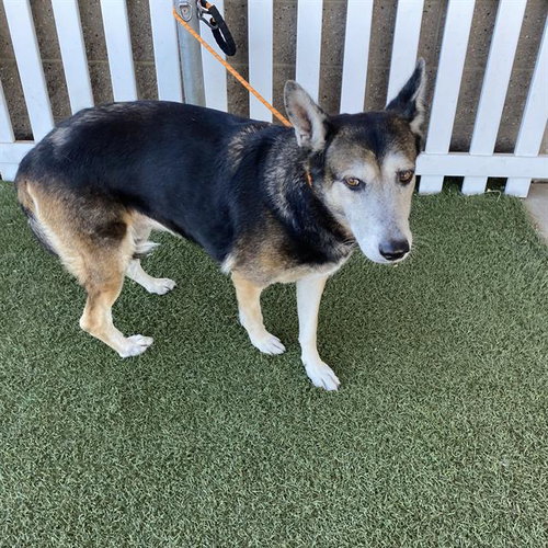 *COCO, a dog for adoption from Stanislaus County Animal Services