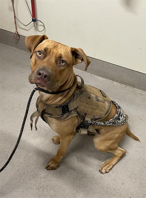 A614937, Pit Bull Terrier