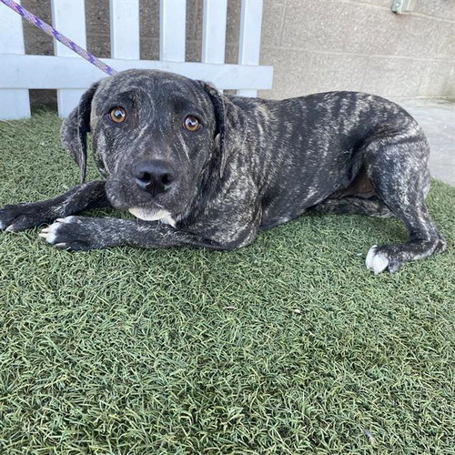 *TIGER LILY, a dog for adoption from Stanislaus County Animal Services